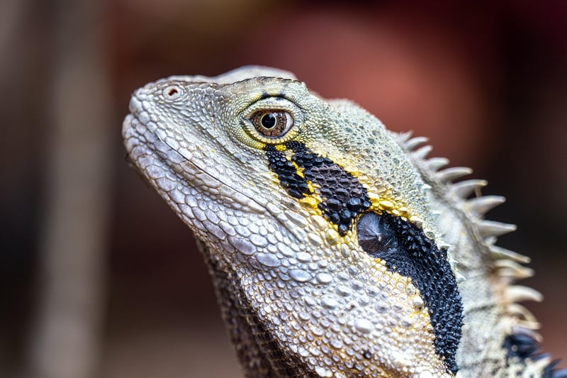 Dragon Den Image